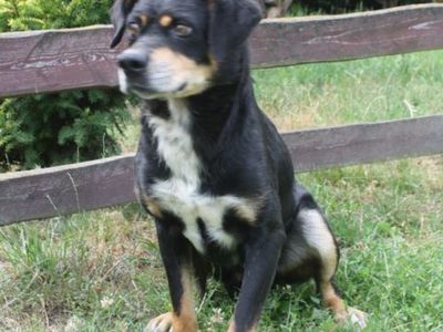 Pies nr 8, nr chipa: 616093900491082, płeć:	samiec, wiek: 13 lat i 7 miesięcy