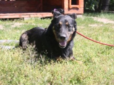 Pies nr 9, nr chipa: 982061600051170, płeć:	samiec, wiek: 13 lat i 10 miesięcy