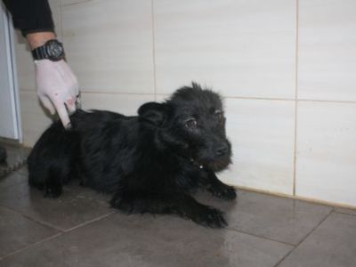 Pies nr 15, nr chipa: 616093900383539, płeć: samica, wiek: 5 lat i 6 miesięcy