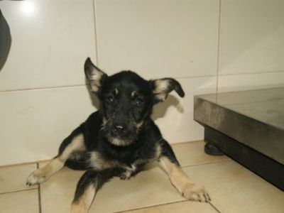 Pies nr 16, nr chipa: 616093900366244, płeć: samiec, wiek: 4 lata i 10 miesięcy