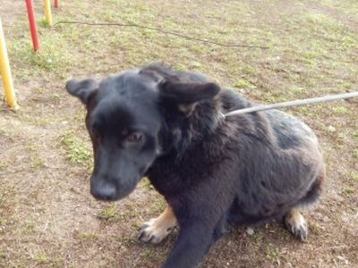 Pies nr 17, nr chipa: 982061600071820, płeć: samiec, wiek: 5 lat i 3 miesiące