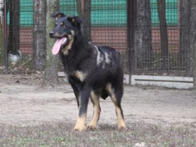 Pies nr 18, nr chipa: 982061600071821, płeć: samiec, wiek: 5 lat i 3 miesiące
