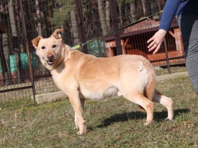 Pies nr 19, nr chipa: 982061600073421, płeć: samiec, wiek: 6 lat i 10 miesięcy