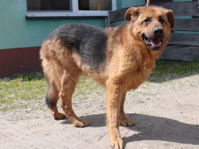 Pies nr 22, nr chipa: 982061600051265, płeć: samiec, wiek: 11 lat i 11 miesięcy