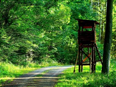 Ambona myśliwska w lesie