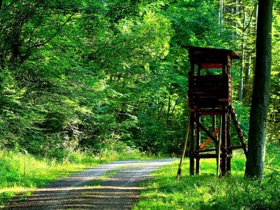 widok ścieżkę biegnącą przez las