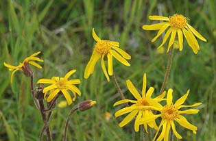 Kwiaty żółte Arnica 
