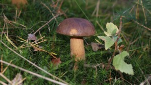 Grzyb jadalny