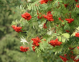 Drzewo Jarzębina 