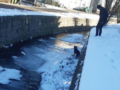 Straż Miejska uratowała psa przed zamarznięciem...