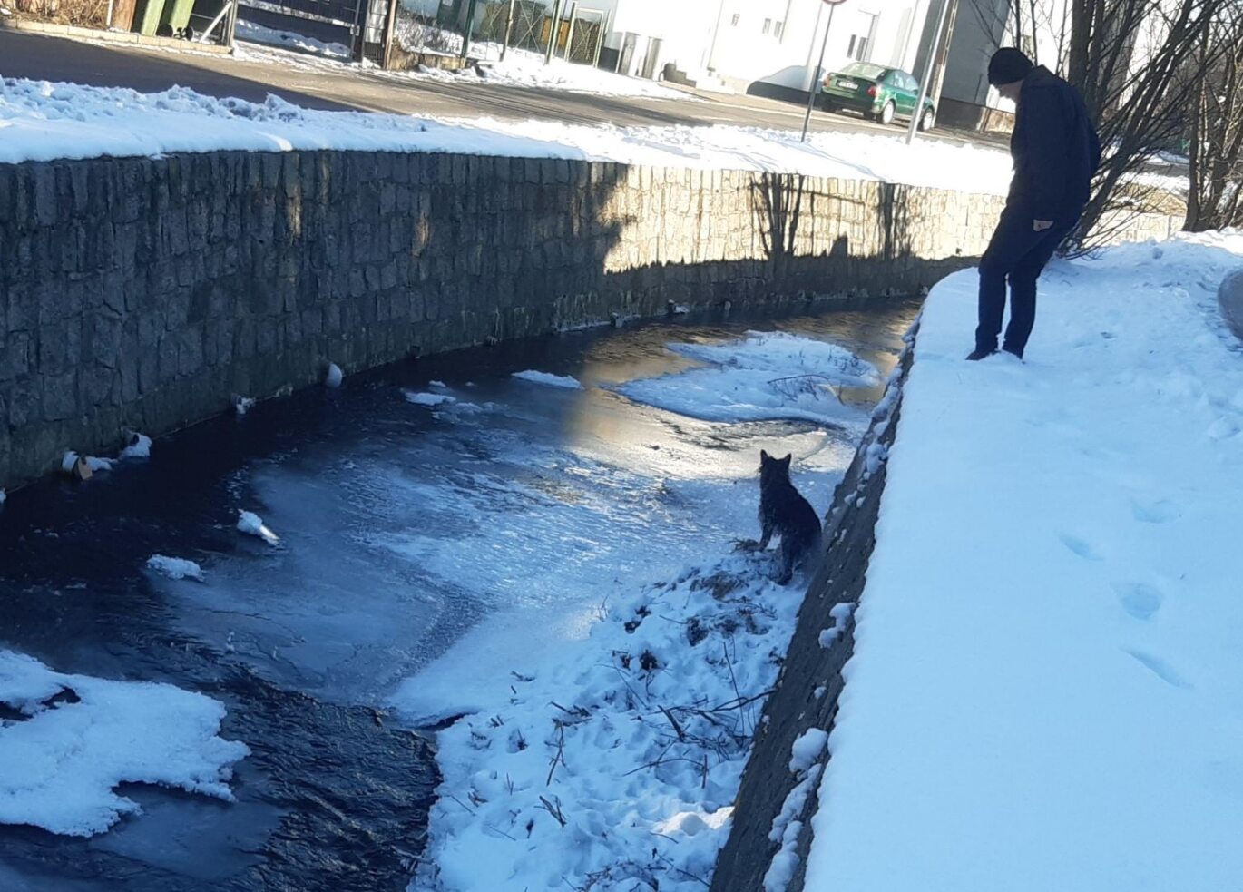 Straż Miejska uratowała psa przed zamarznięciem...