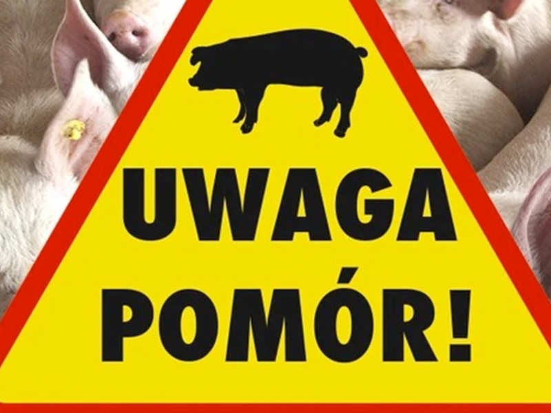 Afrykański Pomór Świń Pomór