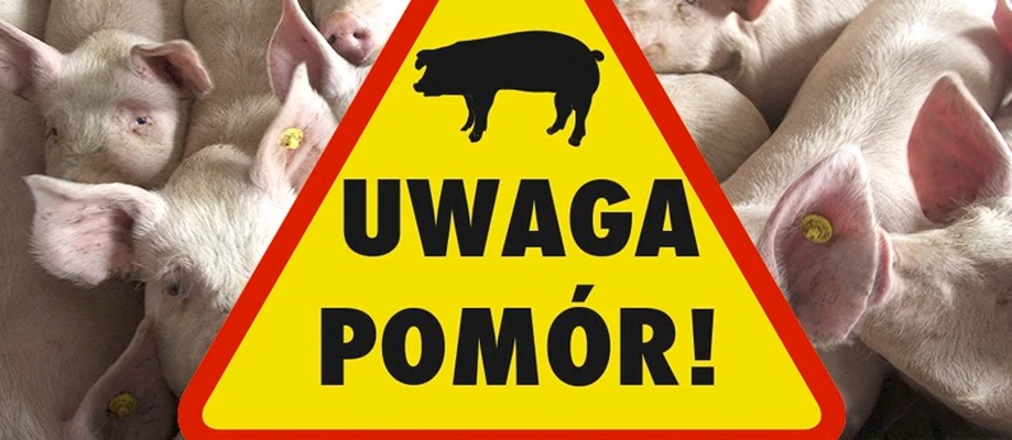 Afrykański Pomór Świń Pomór