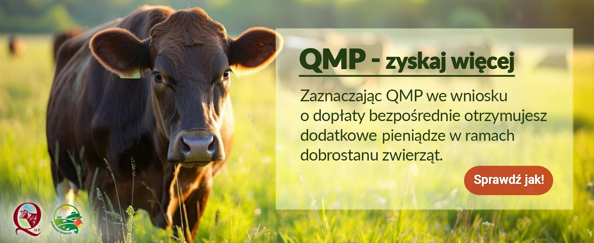 baner_qmp_1920x787px.png [1920x787]