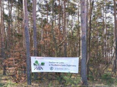 Baner z napisem: Sadzenie Lasu w Nadleśnictwie Dąbrowa. Na zewnątrz.