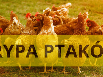 Grypa ptaków