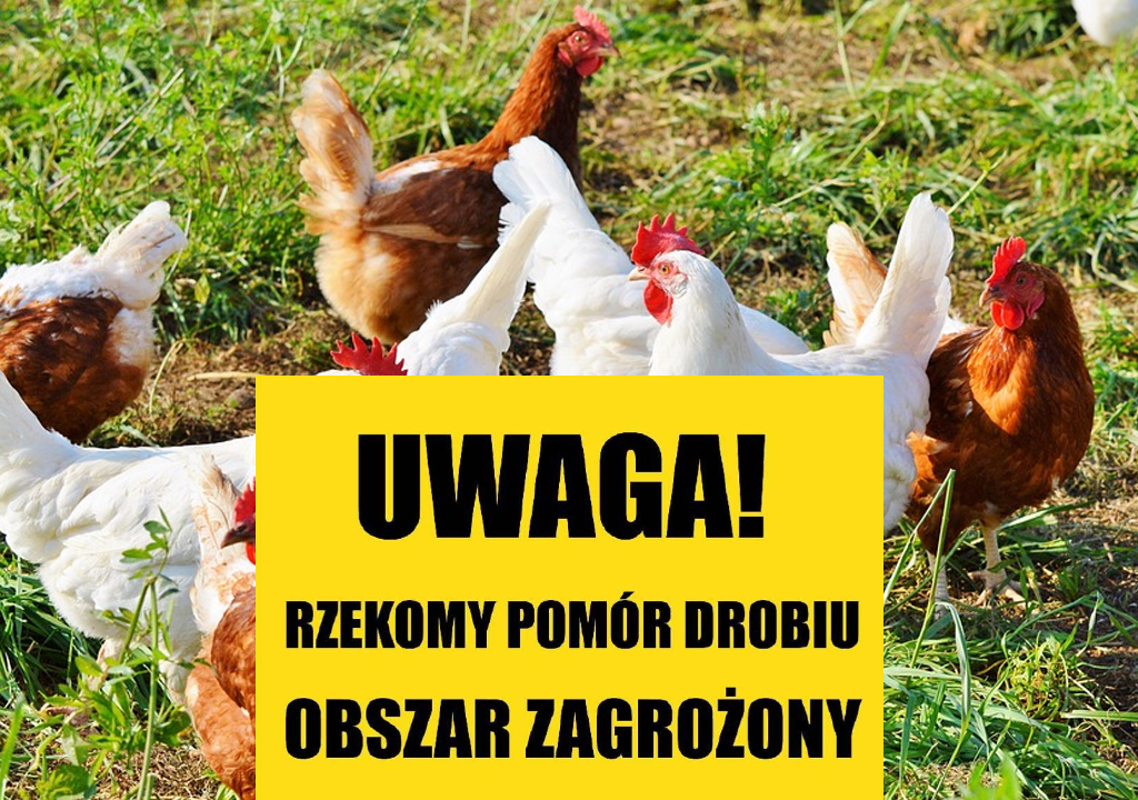 Rzekomy pomór drobiu