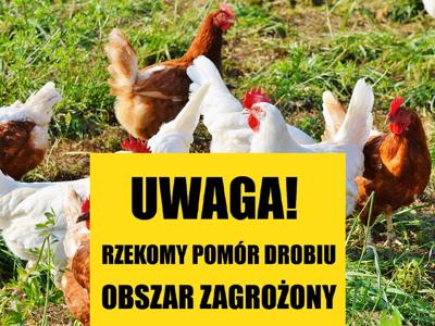 Rzekomy pomór drobiu