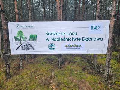 Sadzenie lasu w Nadleśnictwie Dąbrowa