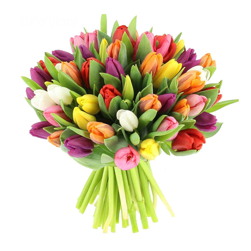 bukiet50tulipanow.png [500x500]