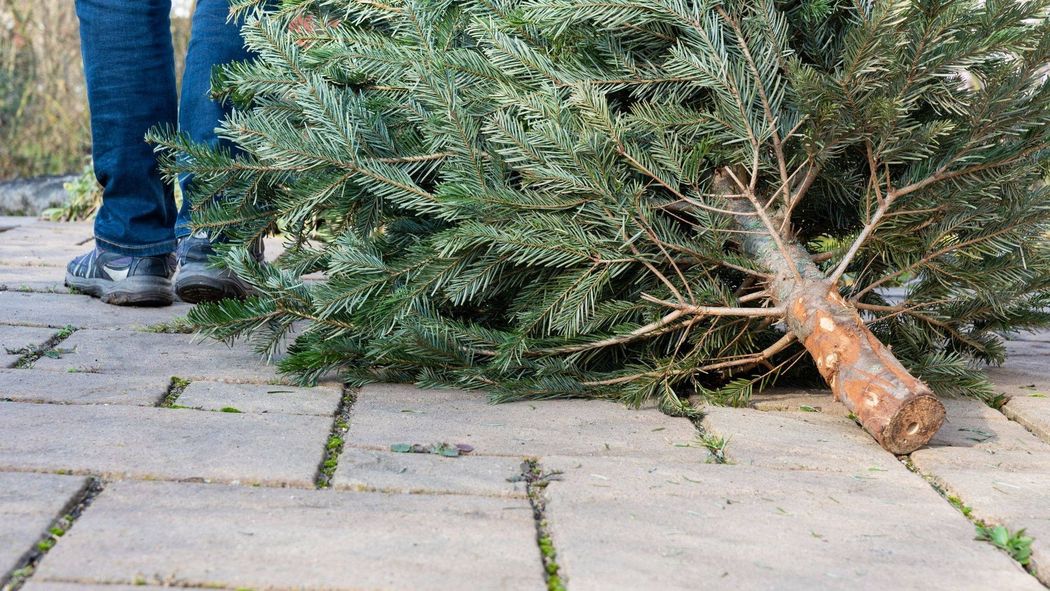 Odbiór poświątecznych choinek