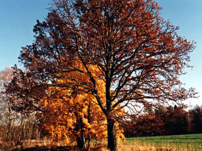 Powiat Węgorzewski Jesienią