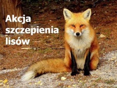 Szczepienie lisów
