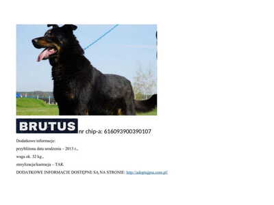 brutus__p_386181.jpg[small]