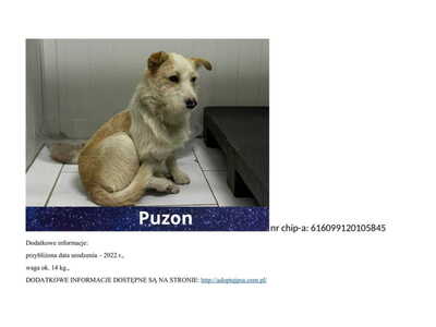 puzon__p115241.jpg[small]