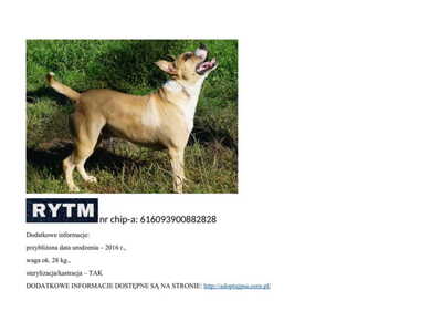 rytm__p_58211.jpg[small]