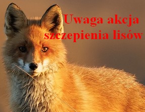 Plakat akcja szczepienia lisów