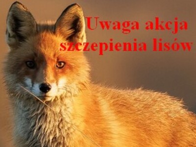 Plakat akcja szczepienia lisów