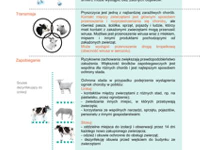 Ważna Informacja Głównego Inspektoratu Weterynarii na temat pryszczycy