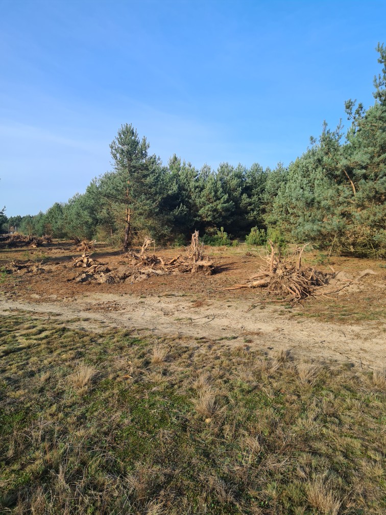 karczowanie lasu w miejscowości Moczalec