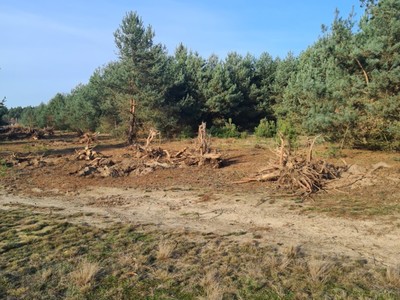 karczowanie lasu w miejscowości Moczalec