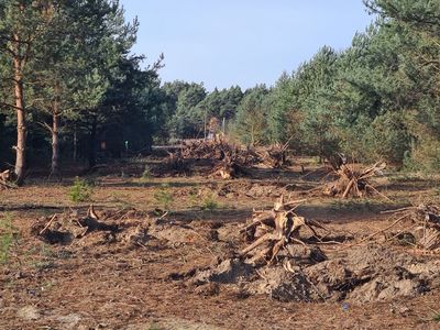 karczowanie lasu w miejscowości Moczalec