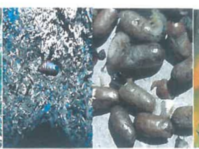 szkodniki na gałęziach sosny