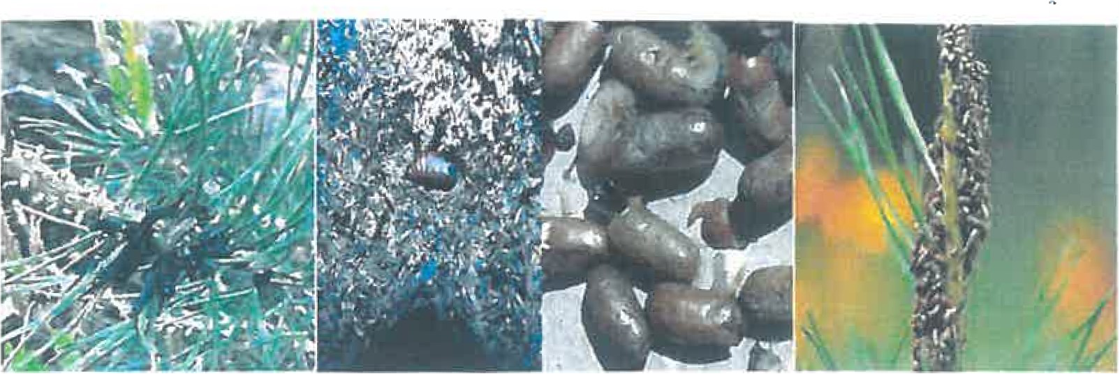 szkodniki na gałęziach sosny