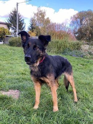 na zdjęciu zaginiony pies o imieniu Kiara