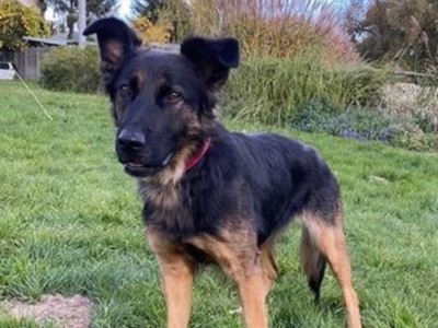 na zdjęciu zaginiony pies o imieniu Kiara