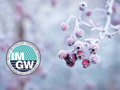 Przymrozki, zamarznięta roślina