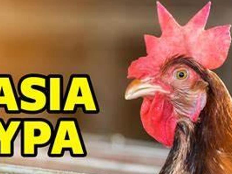 Ptasia Grypa