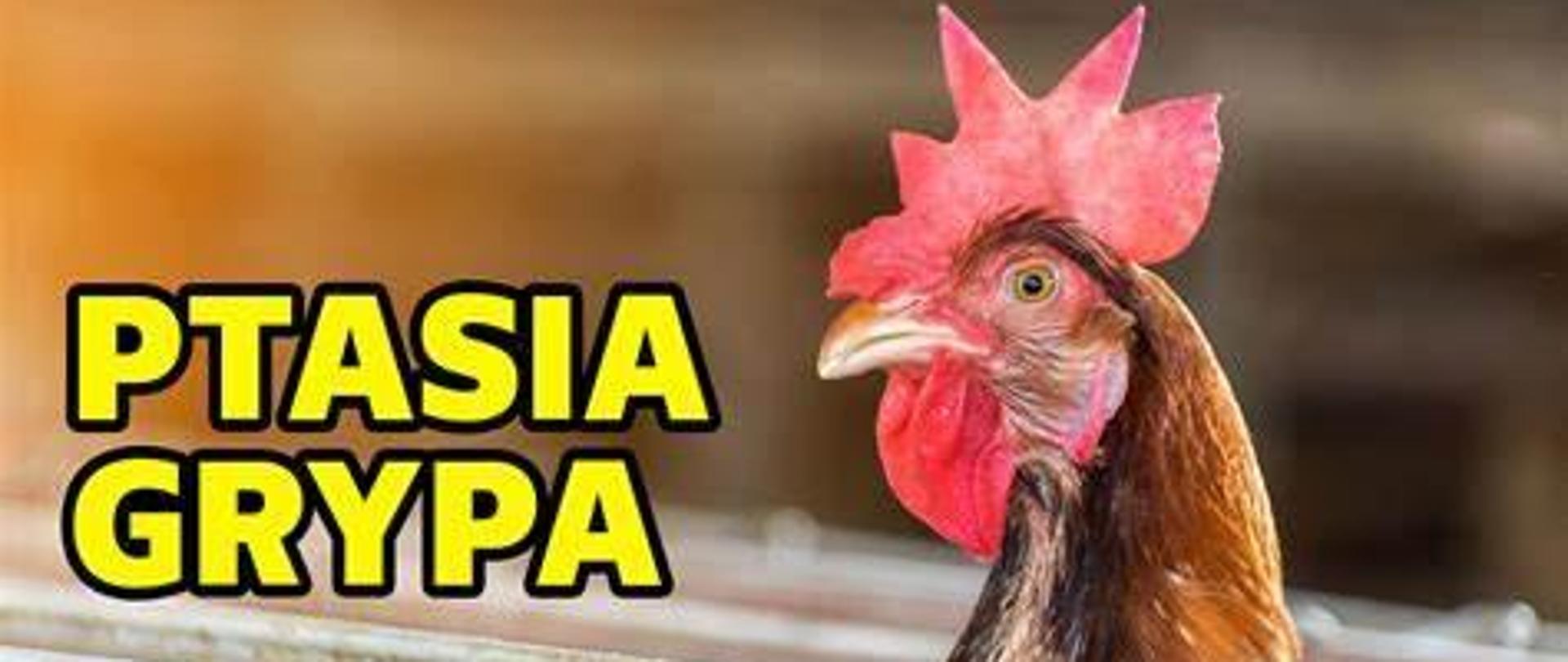 Ptasia Grypa