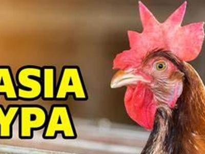 Ptasia Grypa