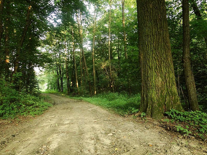 zdjęcie poglądowe