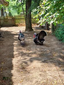 Skansen
