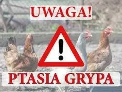 ptasia grypa