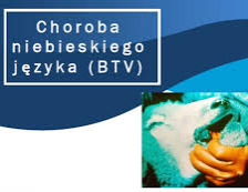 logo niebieski język