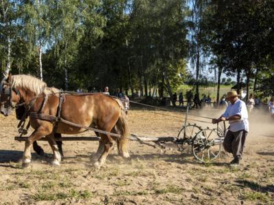 Wykopki w Skansenie w Sierpcu