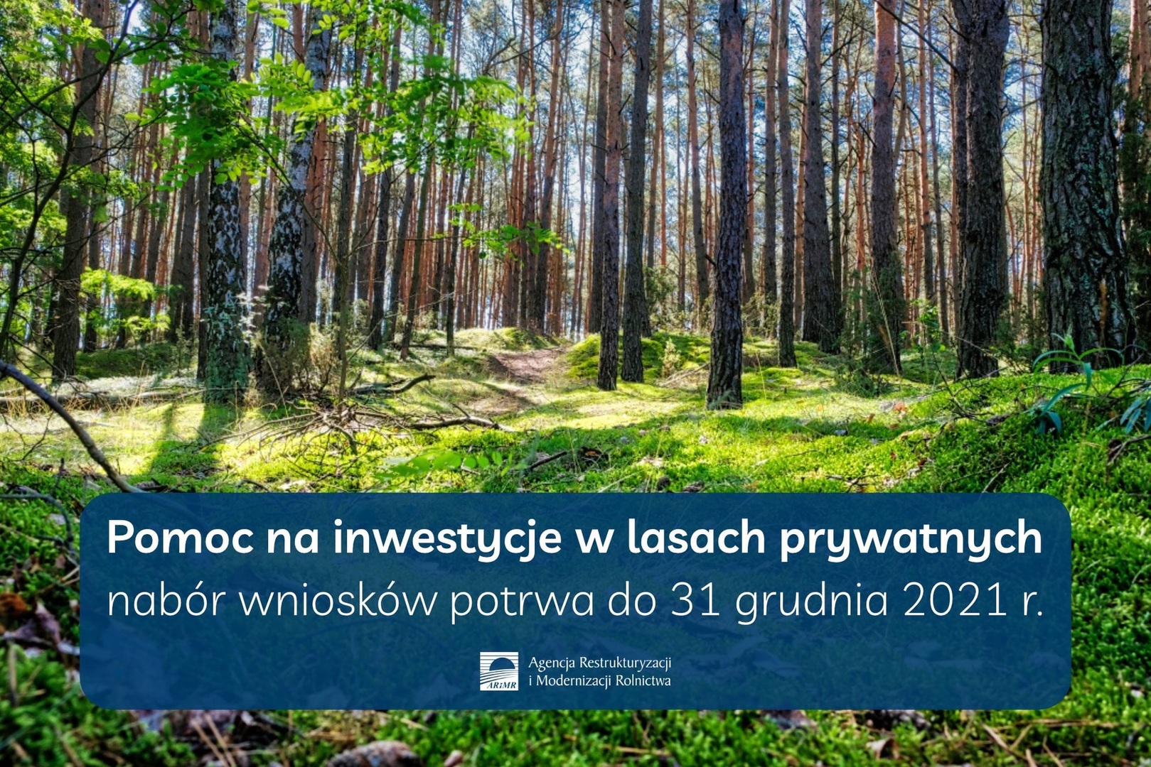 Pomoc na inwestycje w lasach prywatnych 